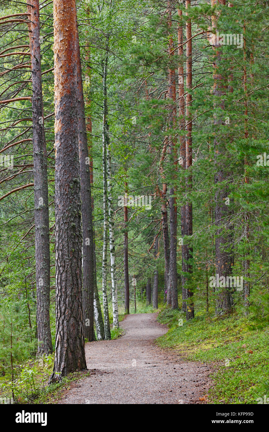Sentiero nella foresta finlandese. Finlandia natura sfondo verticale. Foto Stock