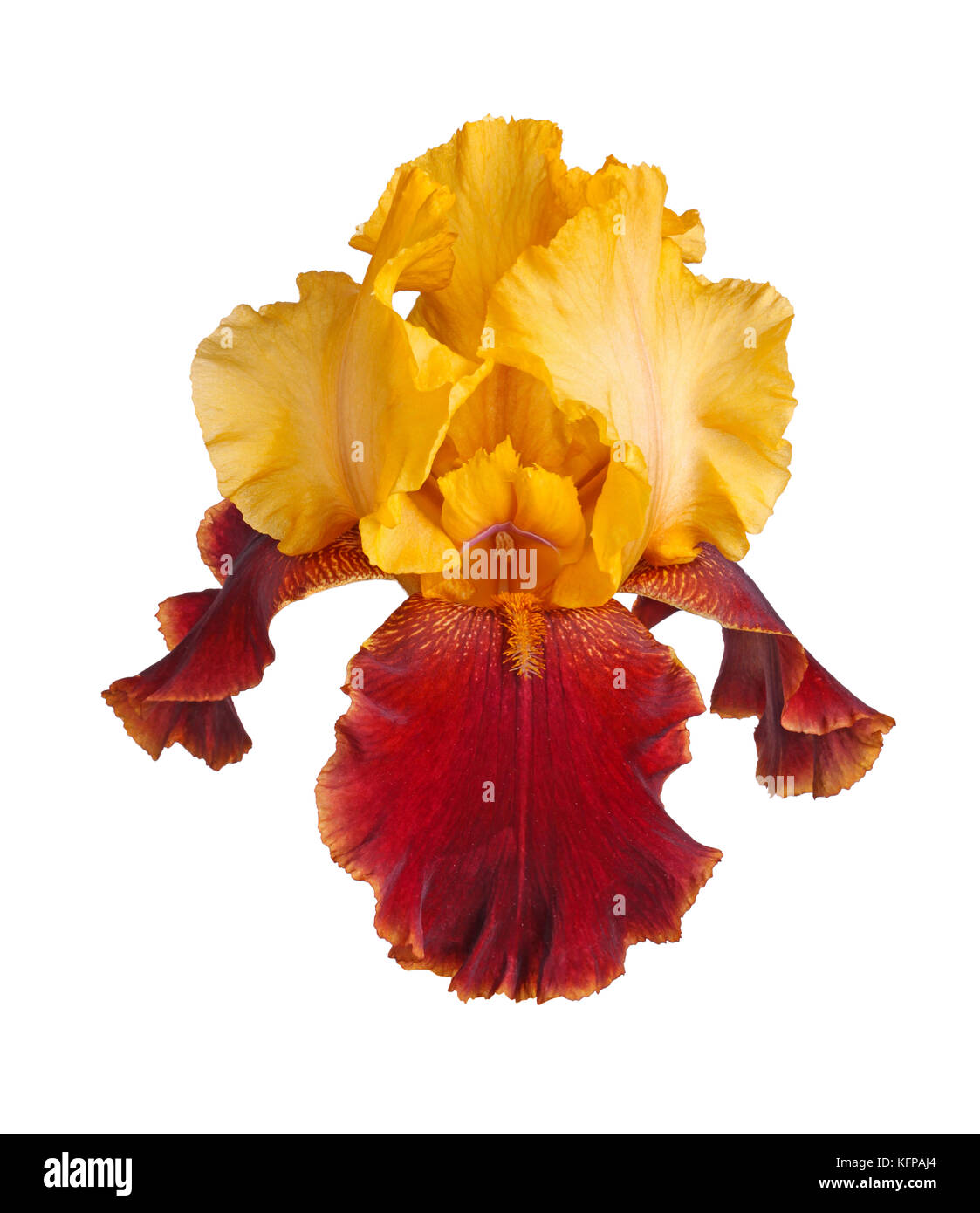 Primo piano di una singola giallo e rosso borgogna fiore di un barbuto iris (iris germanica) isolati contro uno sfondo bianco Foto Stock