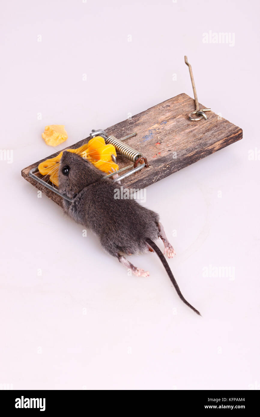 Casa comune mouse (mus musculus) uccisi in caricati a molla bar trappola a scatto su una piastrella bianca verticale di sfondo Foto Stock