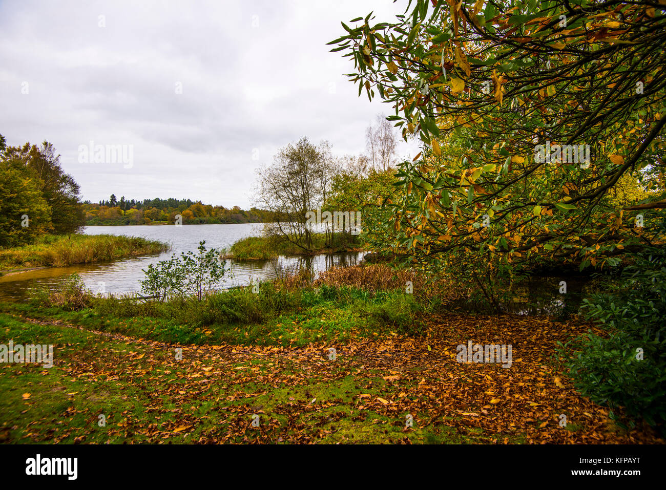 Lago Virginia Water - Scene autunnali. Una serie di immagini di questo bellissimo parco e cascata arricchiti dal lago, con radure forestali e passeggiate da godersi Foto Stock