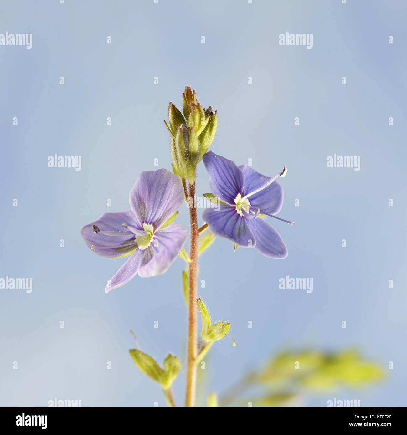 Germander speedwell, Veronica chamaedrys Foto Stock