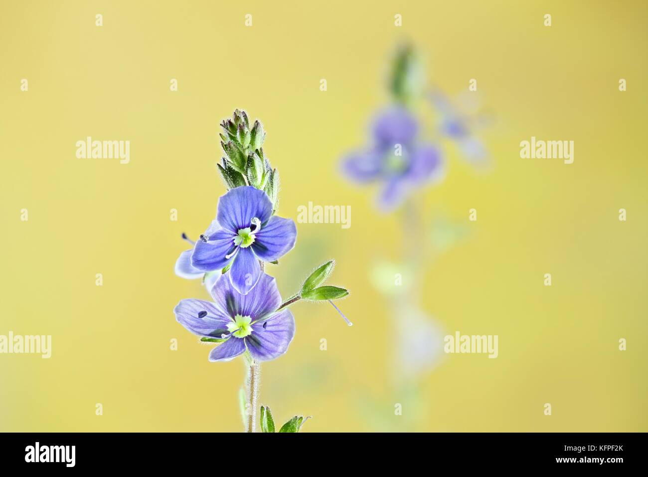 Germander speedwell, Veronica chamaedrys Foto Stock