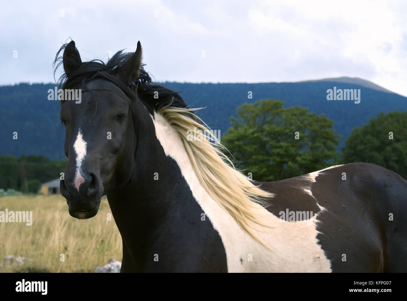Close up di pinto cavallo bianco delle grandi macchie di bianco e nero Foto Stock