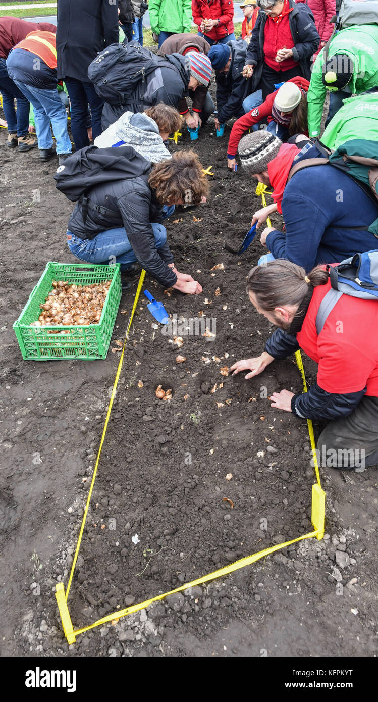 Le persone piantano bulbi di fiori durante un'azione di protesta del BUND Brandenburg, Greenpeace e residenti di Proschim a Proschim, Germania, 31 ottobre 2017. Il villaggio di Proschim deve essere rimosso per l'estrazione della superficie di carbone marrone Welzow Sued. Da diversi anni, residenti e associazioni ambientaliste combattono contro il progetto. Sotto il motto "Klima schuetzen - Kohle SToppen!" proteggete il clima - fermatevi il carbone) una linea rossa simbolica è stata tracciata contro gli escavatori di carbone all'uscita della città. Successivamente, i bulbi di fiori sono stati piantati a forma di una X. foto: Patrick Pleul/dpa- Foto Stock