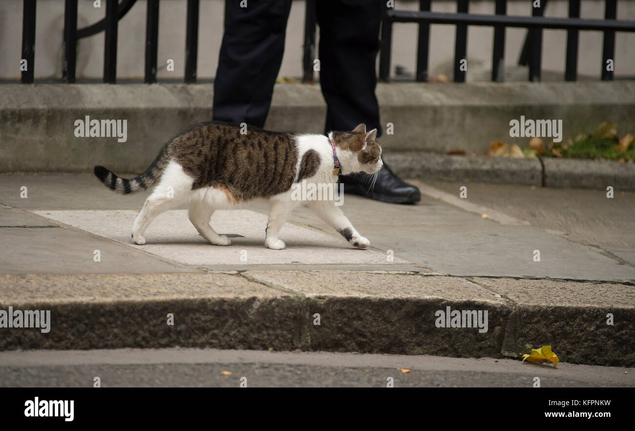 Downing Street, Londra, Regno Unito. 31 ottobre 2017. Larry il gatto di Downing Street 10 fa una passeggiata su una mattina grigia autunno come ministri del governo arrivano per la riunione settimanale. Credit: Malcolm Park/Alamy Live News. Foto Stock
