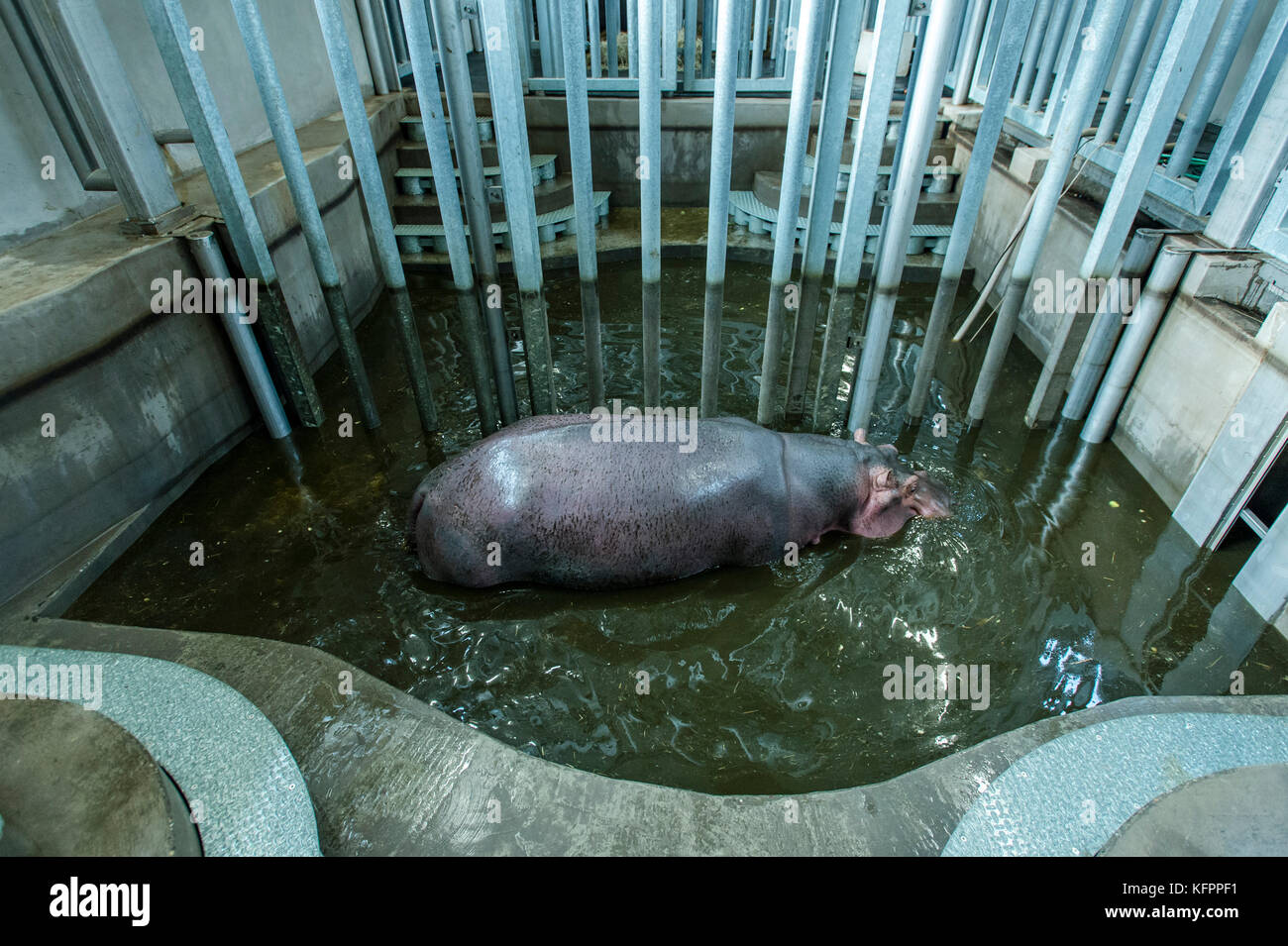 Dvur Kralove zoo, Repubblica ceca. 31 ott 2017. 32-anno-vecchio ippopotamo (Hippopotamus amphibius), denominato mike, si è visto all'Dvur Kralove lo zoo, Dvur Kralove nad Labem, Repubblica ceca, il 31 ottobre 2017. Mike proviene dallo zoo di Stoccarda, Germania. ha sostituito 2-anno-vecchio ippopotamo, denominato Karl Wilhelm, chi è arrivato anche dalla Germania e morì nel mese di agosto nel Dvur Kralove zoo. (Ctk foto/david tanecek) Credito: ctk/alamy live news Foto Stock