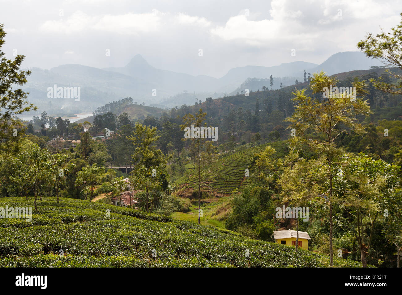 La piantagione di tè, sri lanka Foto Stock