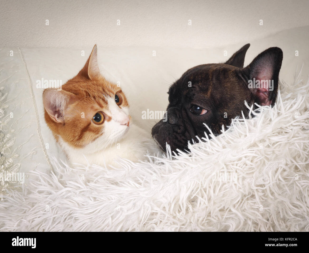 Di cane e di gatto dorme insieme sul cuscino sotto la coltre bianca Foto  stock - Alamy