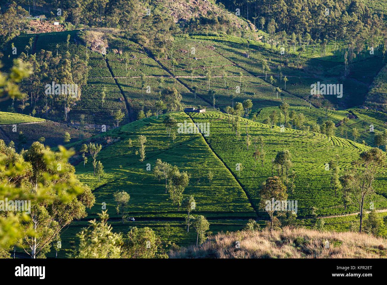 La piantagione di tè, sri lanka Foto Stock