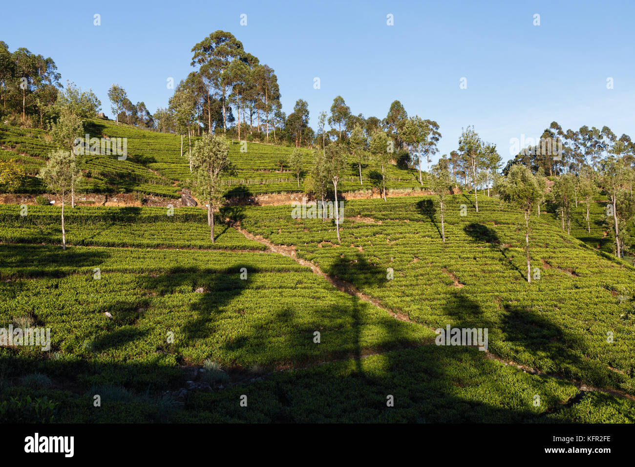 La piantagione di tè, sri lanka Foto Stock