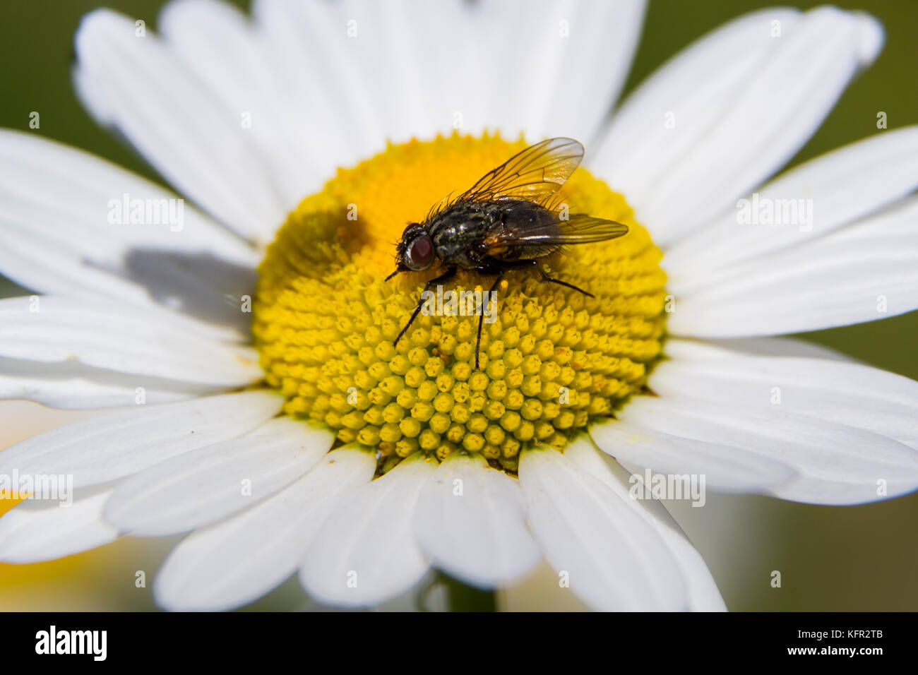 Magerwiesen Margerite Foto Stock