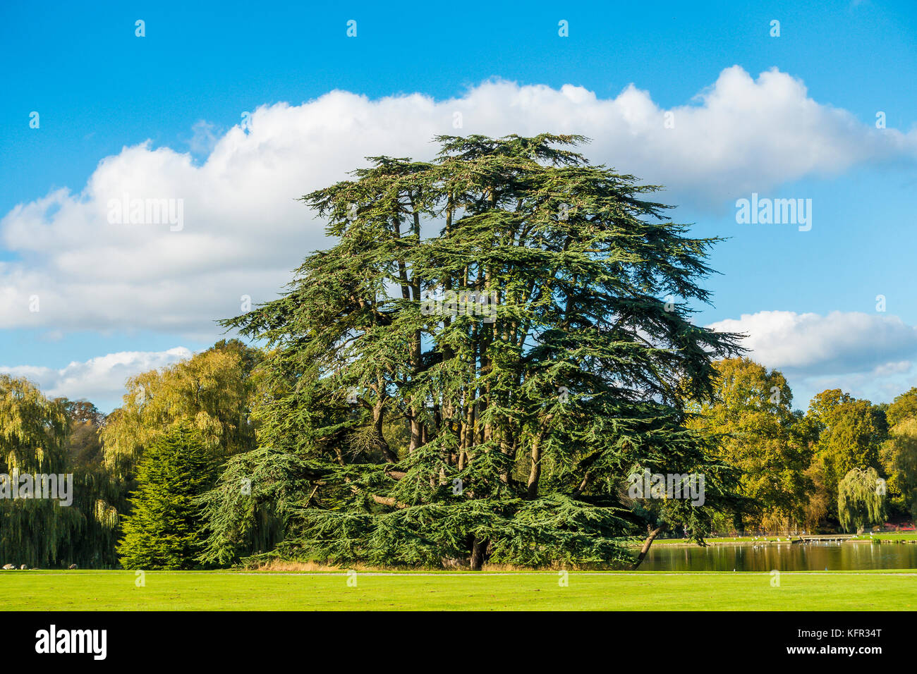 Grande,albero di cedro,il Castello di Leeds, Colore di autunno,Giardino,Maidstone,Kent,l'Inghilterra,UK Foto Stock