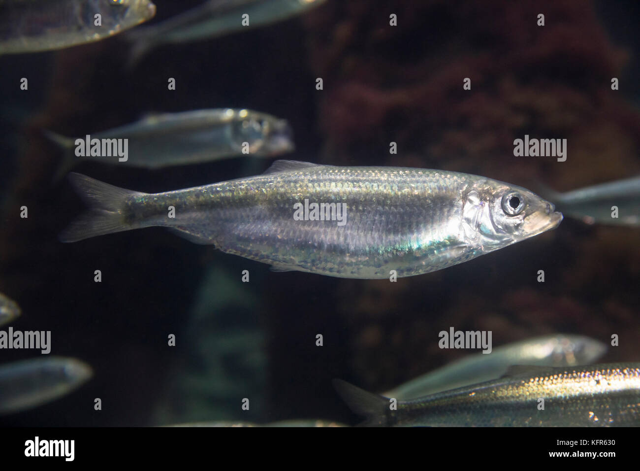 Hering, Heringe, Atlantischer Hering, Clupea harengus, aringhe atlantiche, aringhe, aringhe, digby, mattie, slid, sbadiglio, aringhe di mare, le hareng Foto Stock