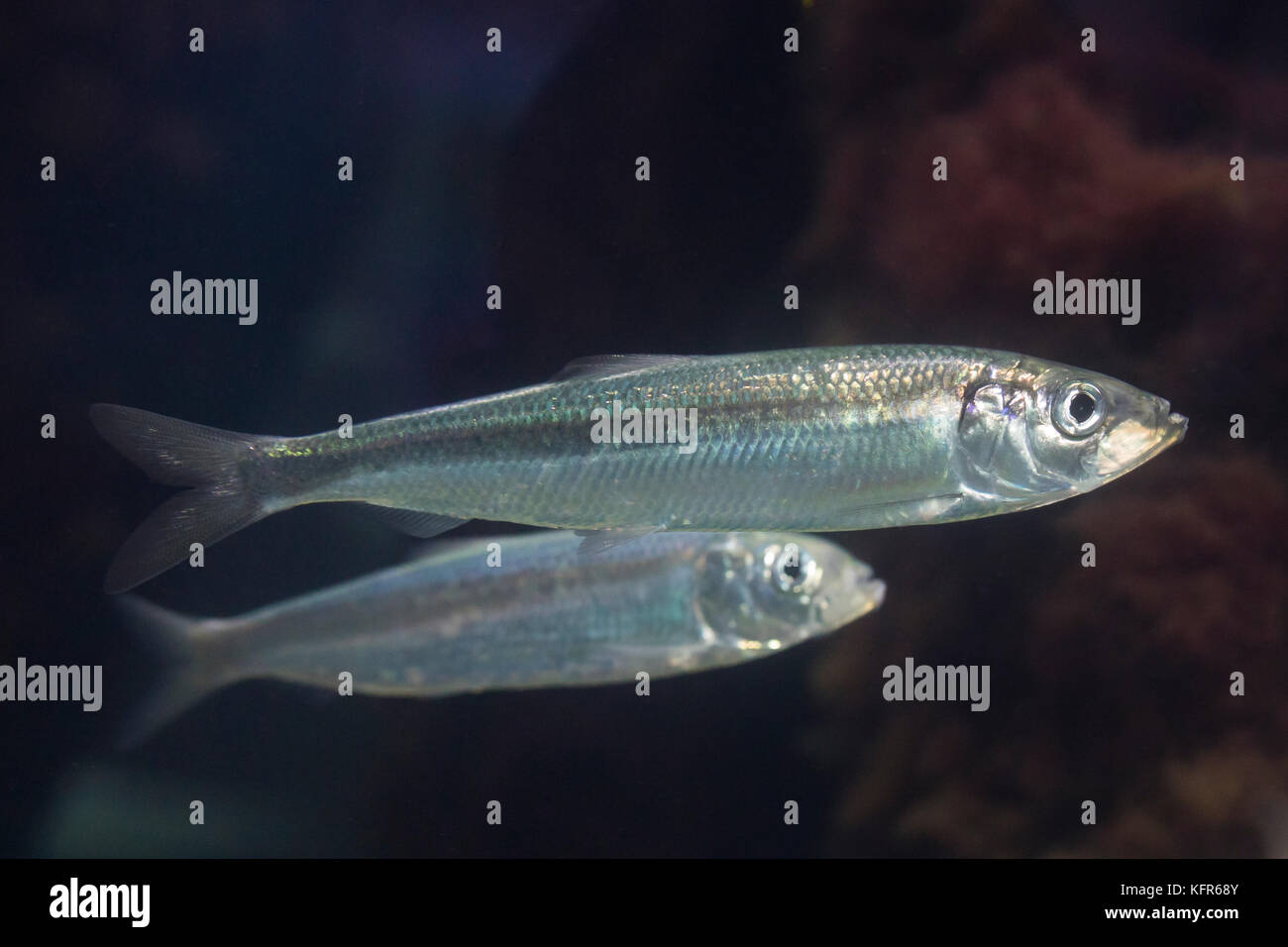 Hering, heringe, atlantischer hering, Clupea harengus, atlantico Aringa, aringa, aringhe, digby, mattie, fatta scorrere, yawling, aringa del mare, le hareng Foto Stock