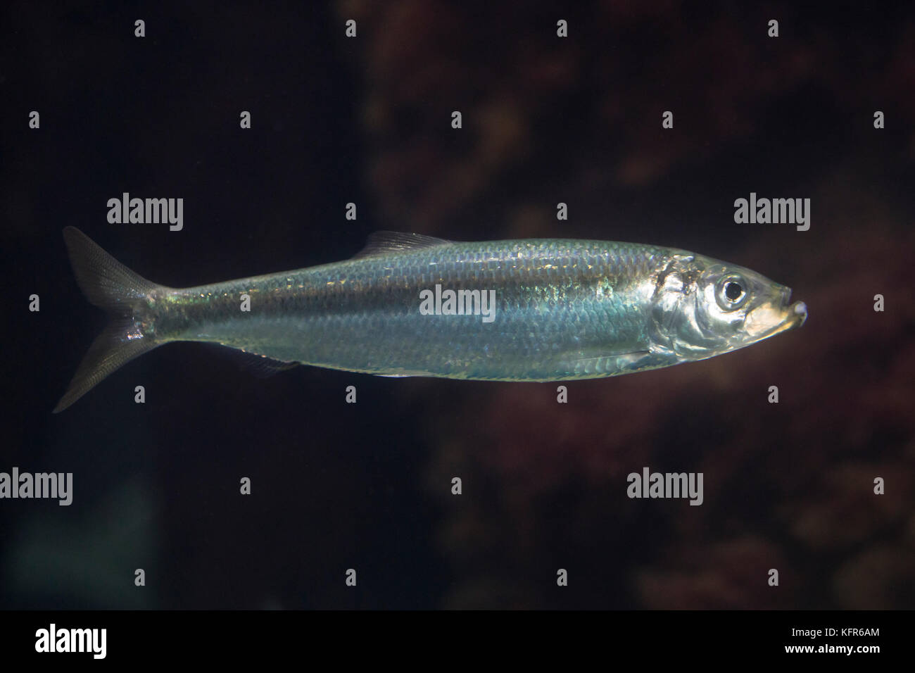 Hering, heringe, atlantischer hering, Clupea harengus, atlantico Aringa, aringa, aringhe, digby, mattie, fatta scorrere, yawling, aringa del mare, le hareng Foto Stock