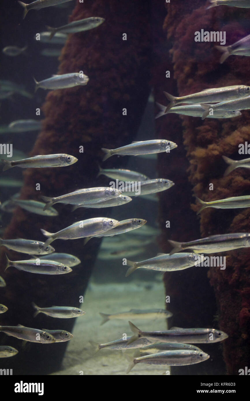 Hering, heringe, atlantischer hering, schwarm, fischschwarm, heringsschwarm, Clupea harengus, atlantico Aringa, aringa, aringhe, digby, mattie, fatta scorrere Foto Stock