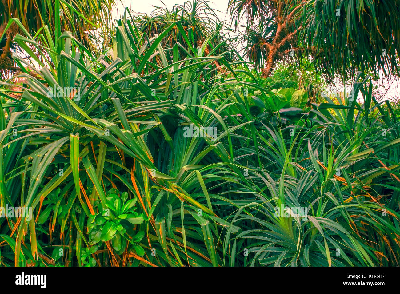 Vista panoramica della splendida foresta tropicale con vegetazione lussureggiante Foto Stock