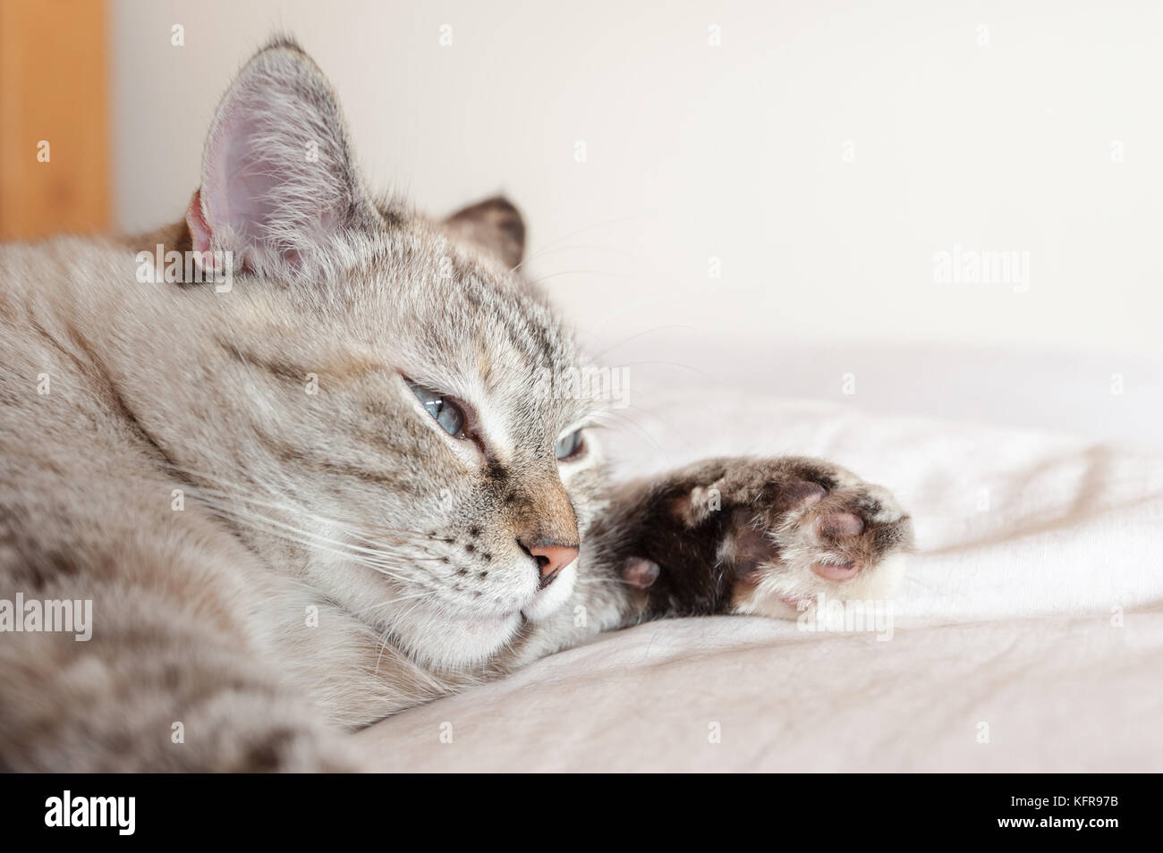 Ritratto di tabby cat su brown plaid. unione cat. Foto Stock