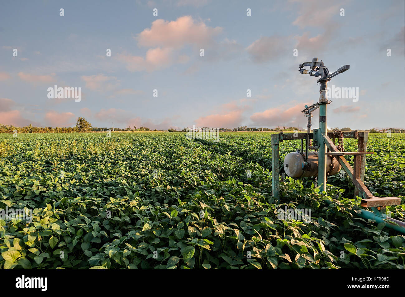 Irrigazione di spruzzatore di un sistema in un campo di semi di soia al tramonto. Foto Stock