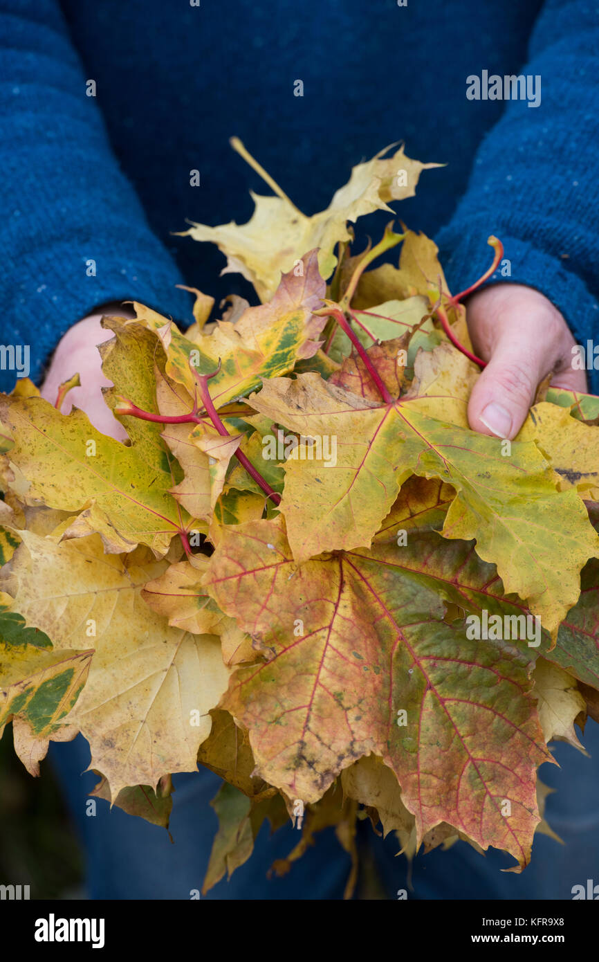 Man tenere una manciata di autunno foglie di acero. Regno Unito Foto Stock