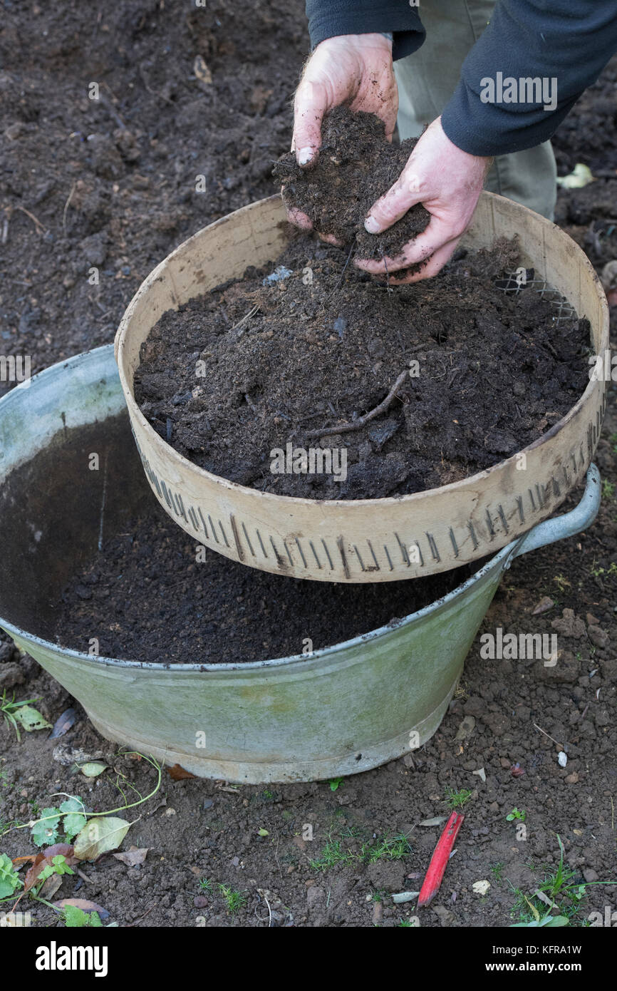 Il Giardiniere di vagliatura compost fatti in casa in una vecchia vasca di metallo. Regno Unito Foto Stock