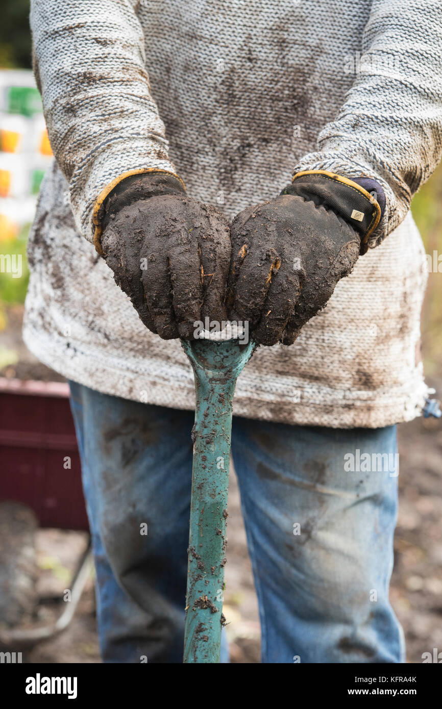 Giardiniere tenendo un capocorda dopo la rimozione del vecchio membrana di erbacce e di cortecce di legno da un giardino vegetale composta di wet terreno pesante. Scottish Borders, Scozia Foto Stock