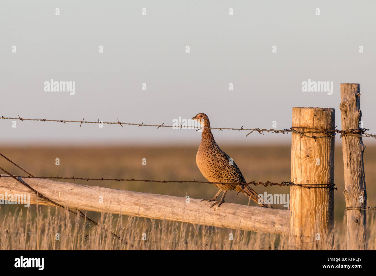 Anello femmina colli (fagiano Phasianus colchicus), Filippo, Dakota del Sud, Stati Uniti d'America Foto Stock