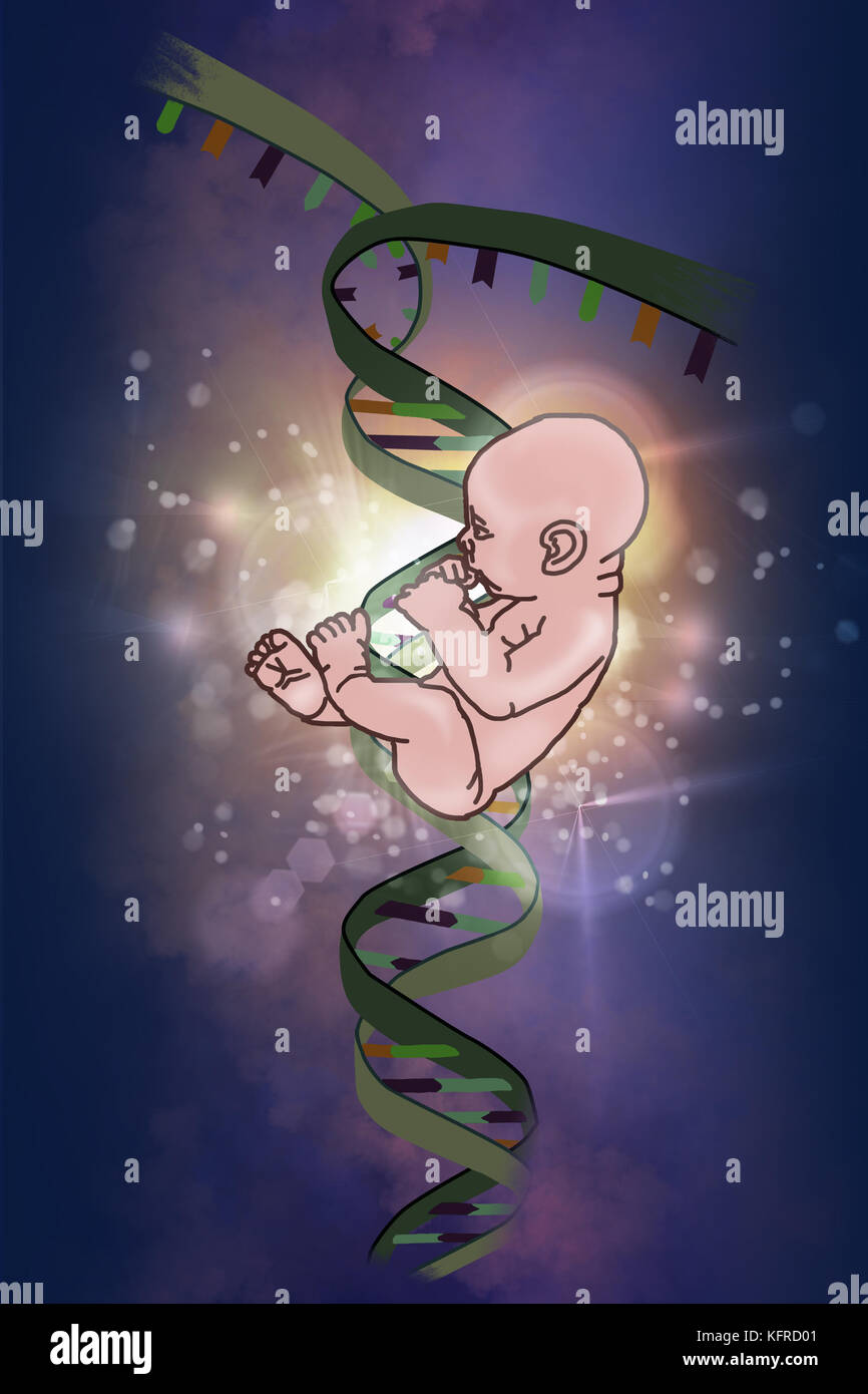 Elica di dna e di embrione umano Foto Stock