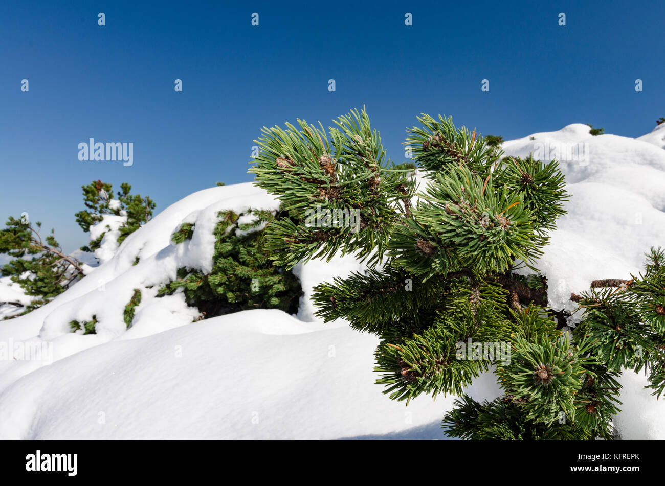 Un ramoscello di abete coperto di neve il cappuccio con un luminoso cielo blu Foto Stock