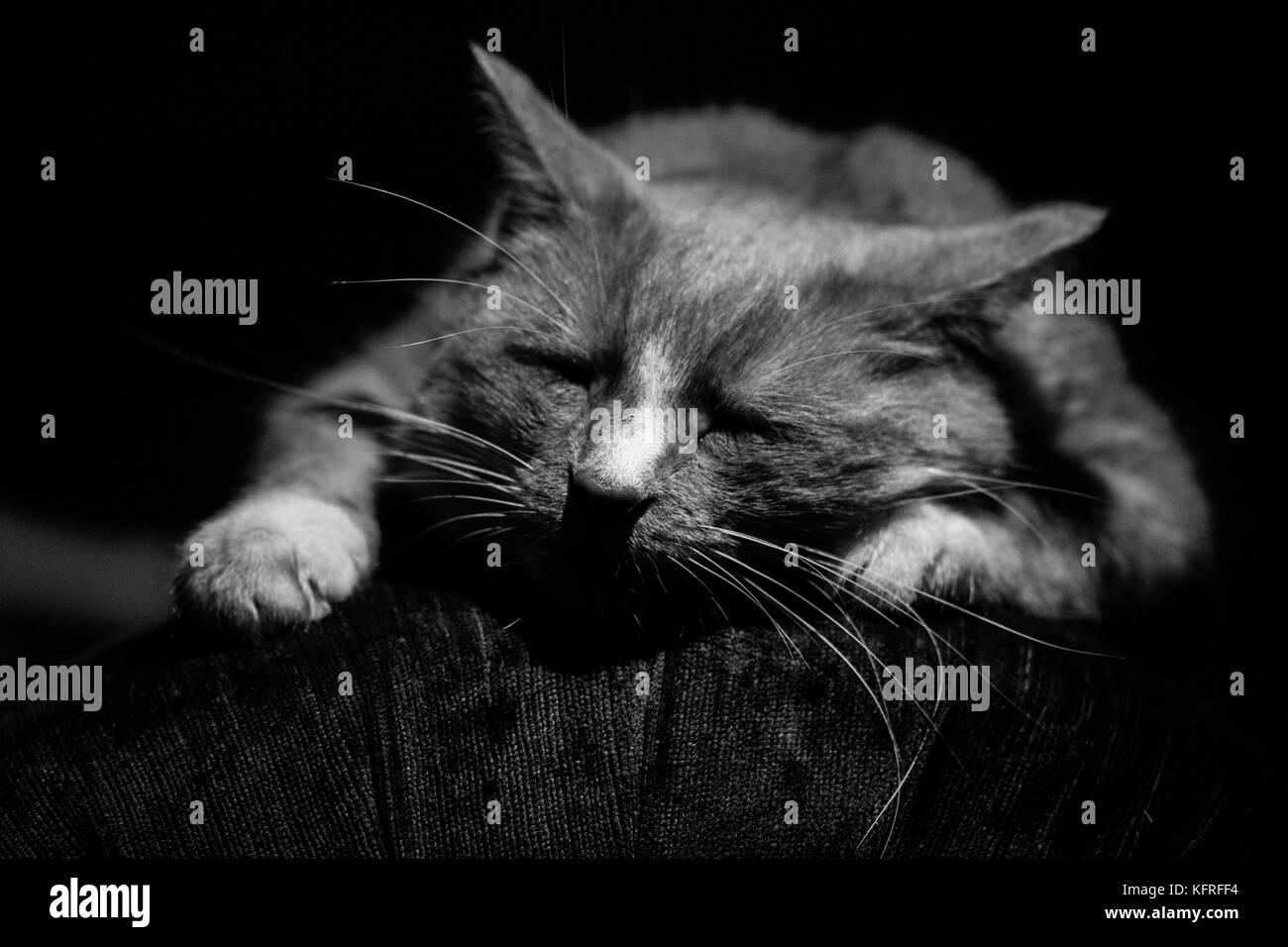 Cat in ombre su un divano - bracciolo Foto Stock