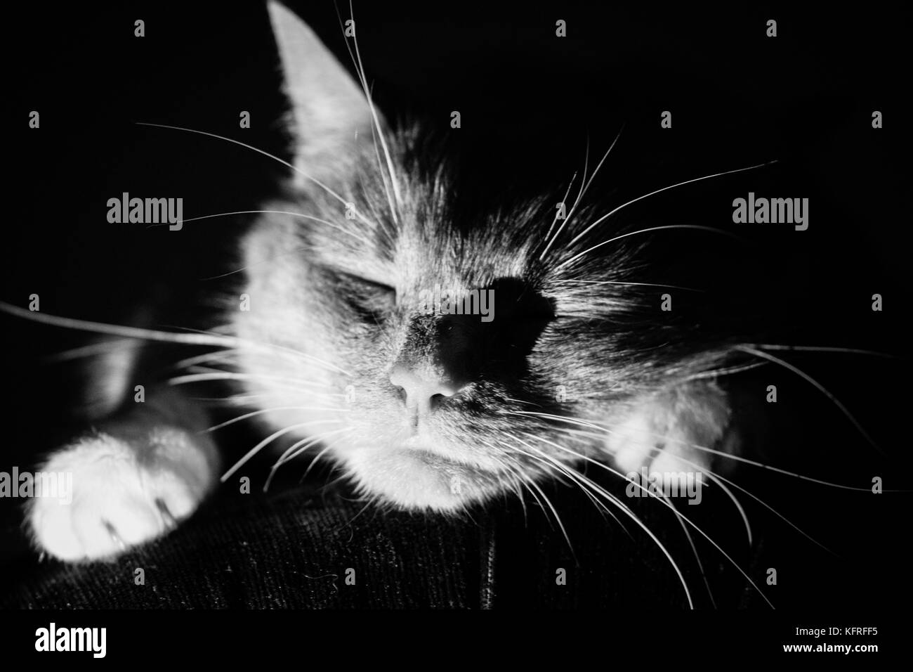 Cat in ombre su un divano - bracciolo Foto Stock