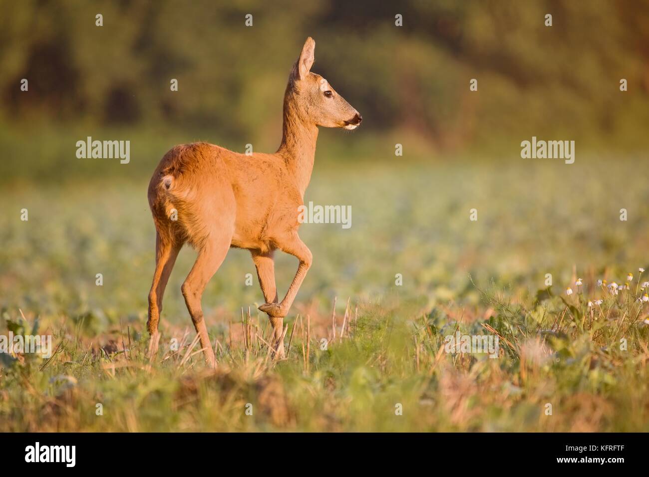 I caprioli (Capreolus capreolus) si trovano su un campo agricolo con piante. Paesaggi naturali, Slovacchia. Foto Stock