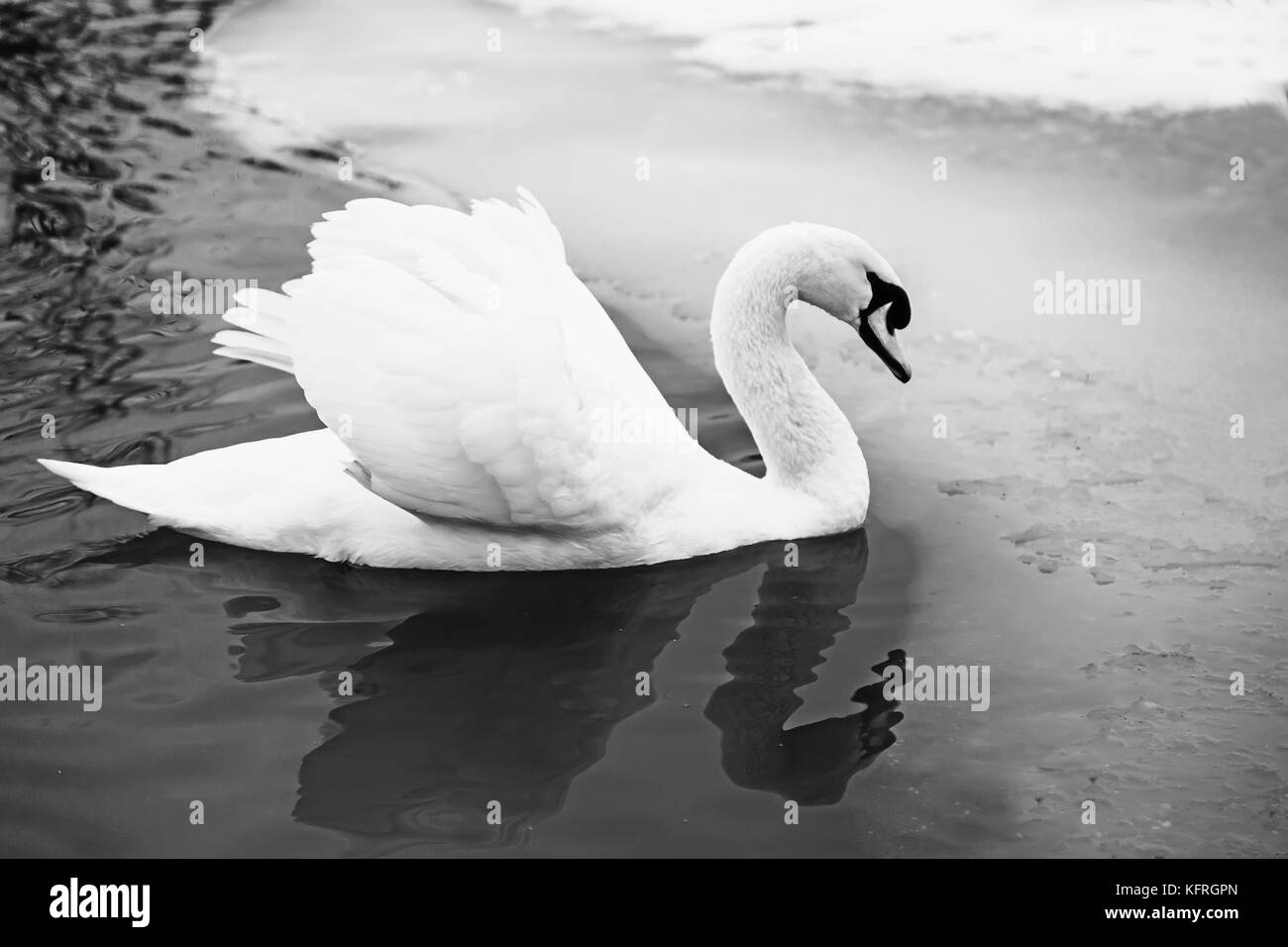 Bellissimo cigno bianco che galleggia sulla superficie del lago, le cui rive sono coperti di neve. Foto Stock