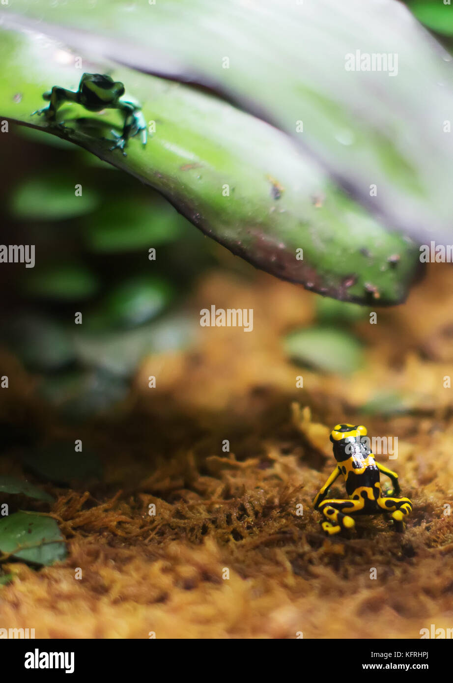 Due rane di freccette veleno che si guardano l'una sull'altra. Foto Stock