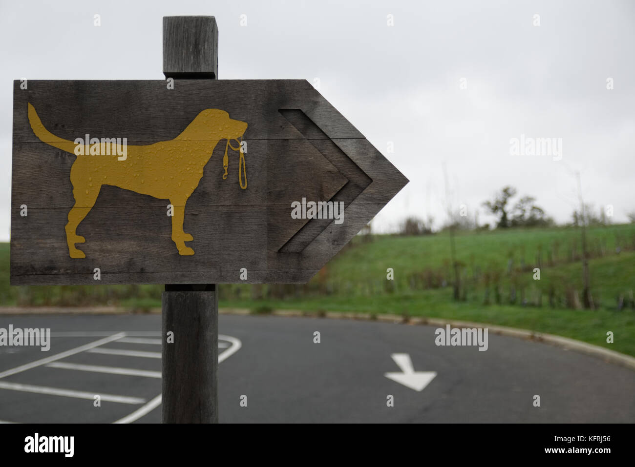 La freccia con il colore giallo labrador con il piombo in bocca cane segno a piedi su sfondo di legno Foto Stock