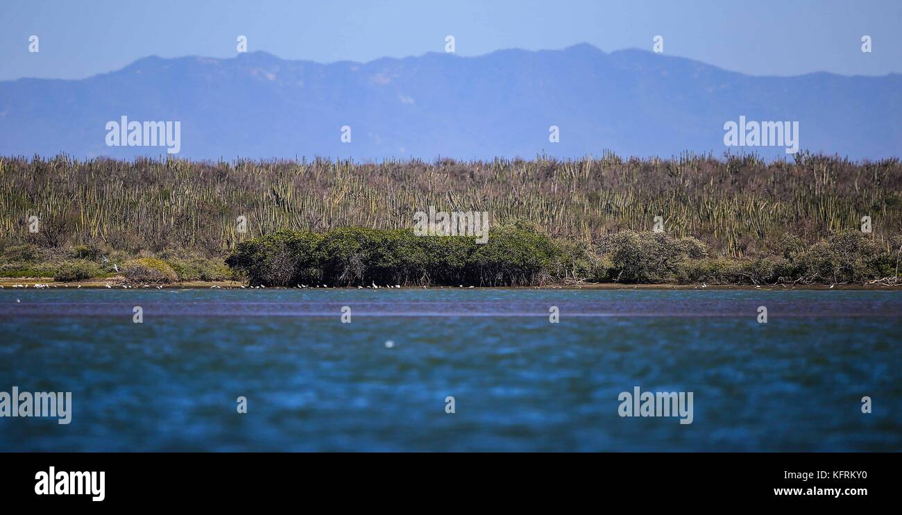 Cactus, pitahaya e spinosa macchia foresta nel deserto di Navopatia, Sonora, Messico. Foto Stock