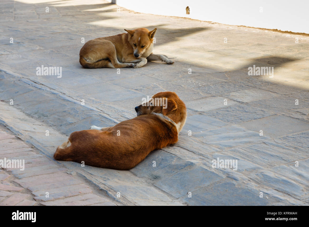 Due cani rosso giacciono su una piastrella di pietra Foto Stock