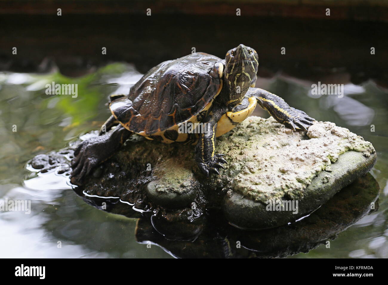 Cursore Meso-American tartaruga (Trachemys venusta), Puerto Viejo de Talamanca, Limón provincia, il Mare dei Caraibi, Costa Rica, America Centrale Foto Stock
