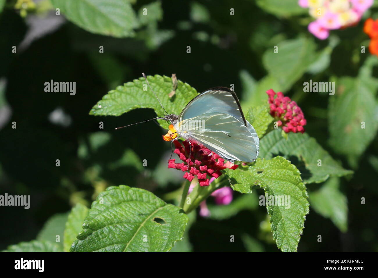 Tropical o Florida bianco (Appias drusilla), Pilas, Alajuela, provincia di Alajuela, Highlands Centrali, Costa Rica, America Centrale Foto Stock