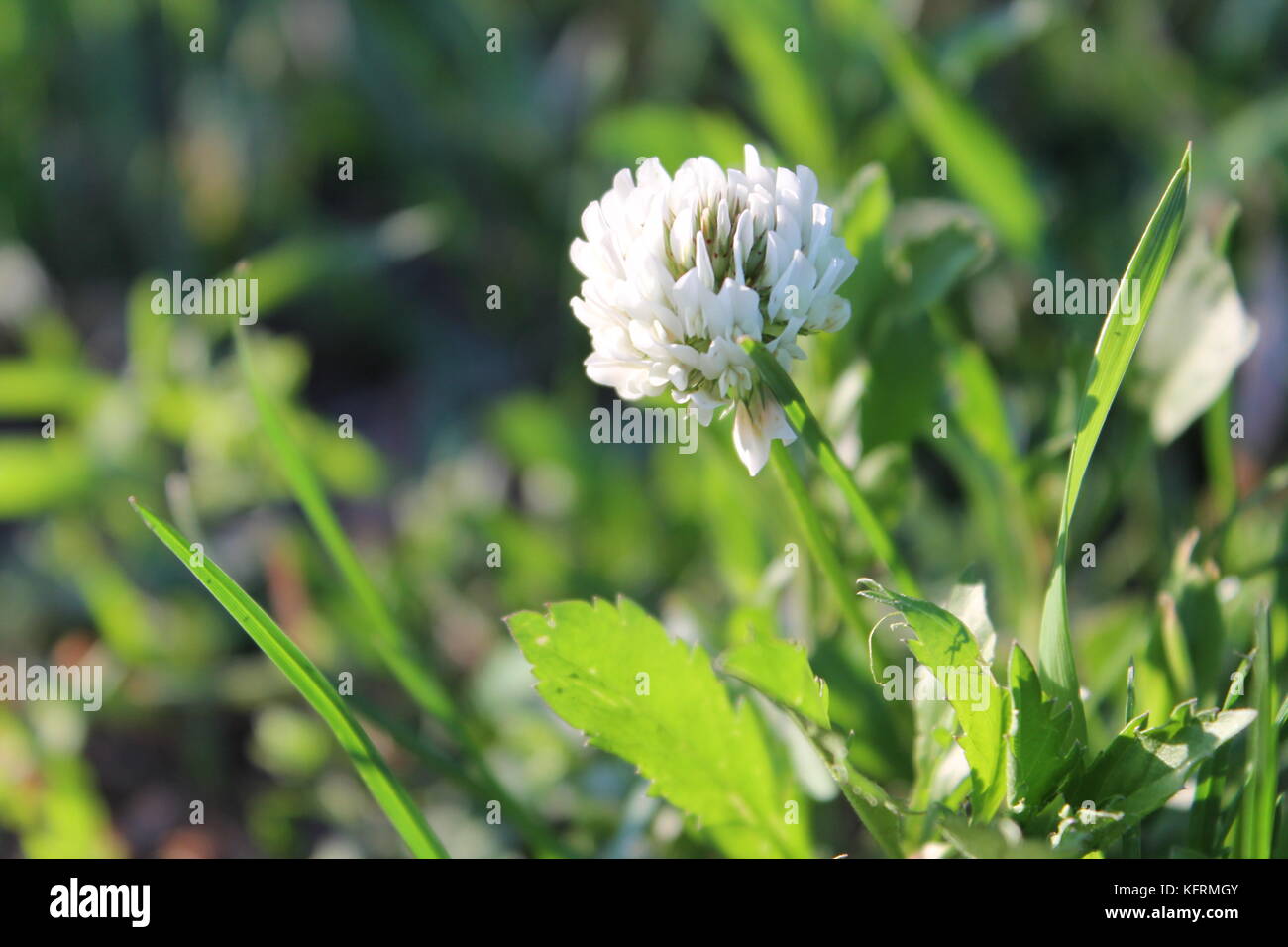 Paesaggio foto ( natura, mare, oceano, fiori, alberi, sky ) Foto Stock