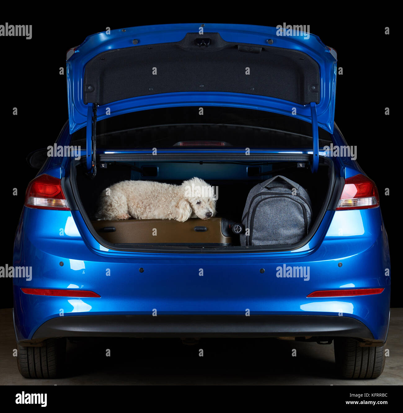 Cane barboncino viaggiare nel baule auto con bagagli. andare in vacanza con il cane Foto Stock