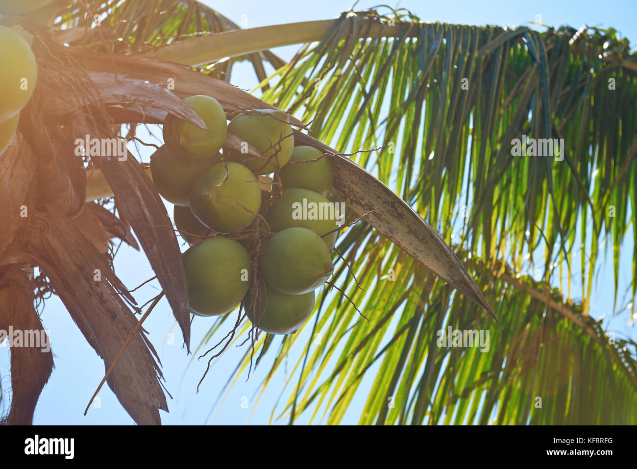 Coconut Palm tree sulla luce di sole blu sullo sfondo del cielo Foto Stock