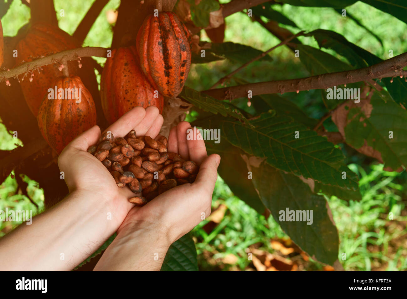 Agricoltura naturale sfondo di cioccolato. mani tenere a secco Fave di cacao Foto Stock
