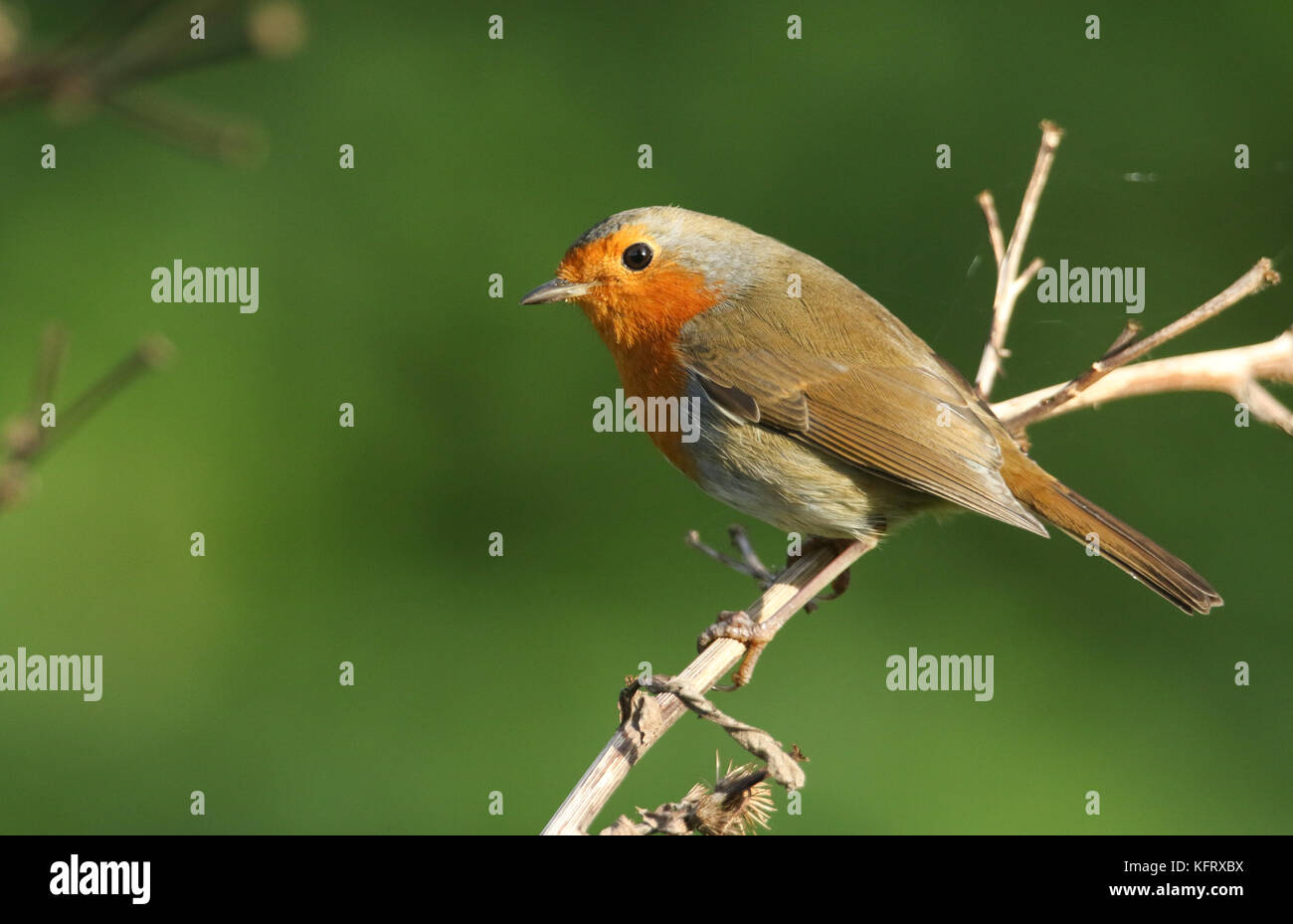 Un bel Robin (Erithacus rubiula) appollaiato su una pianta. Foto Stock