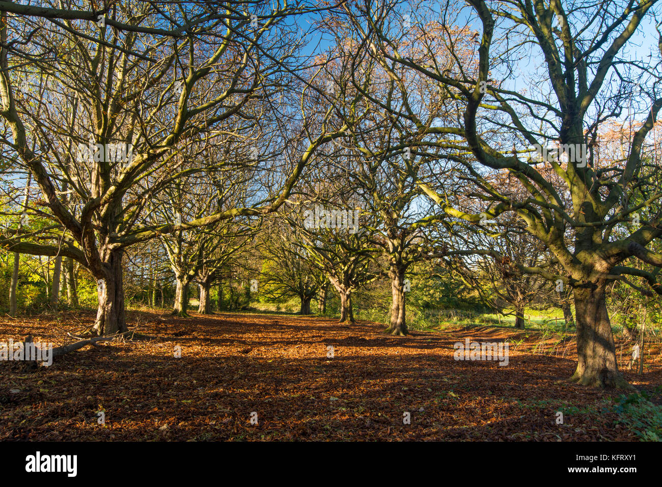 Wilton boschi in autunno Foto Stock