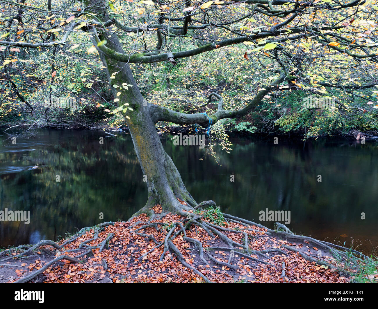 Albero con radici esposte dal fiume Nidd in autunno a Conyngham Hall a Knaresborough North Yorkshire, Inghilterra Foto Stock