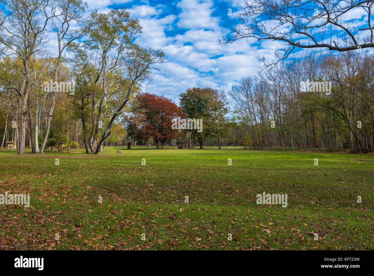 Aprire un campo verde circondato da alberi con un drammatico cielo blu sullo sfondo. Foto Stock