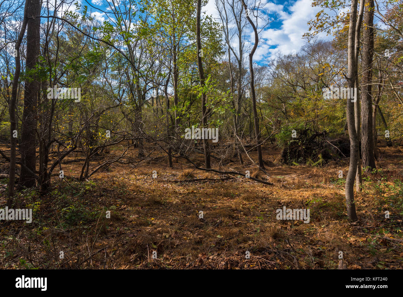 Spazzola, brown Erba e alcuni vegetazione compongono il pavimento di un bosco. Foto Stock
