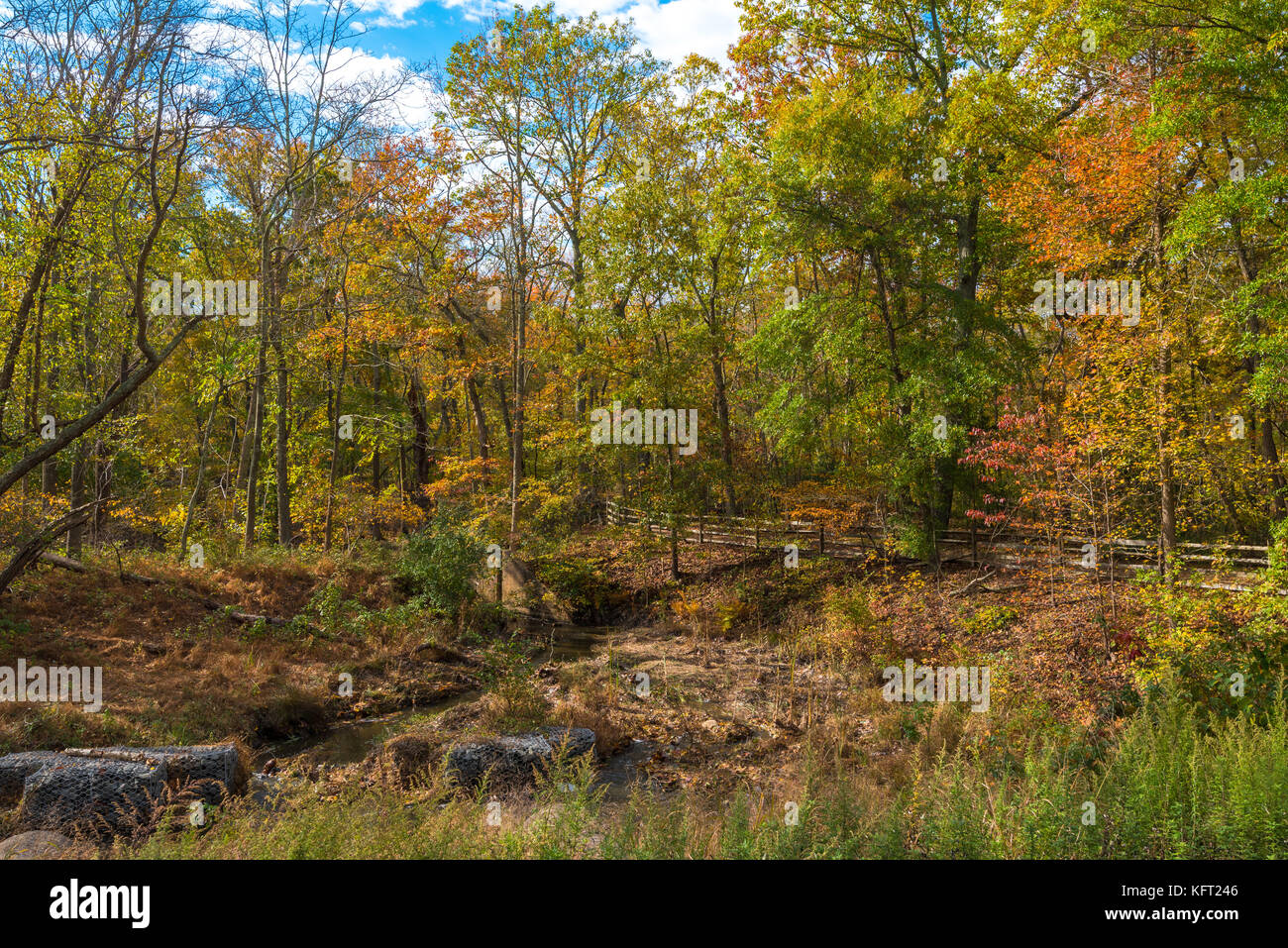 Alberi colorati in autunno circondano un piccolo flusso sotto un cielo blu. Foto Stock