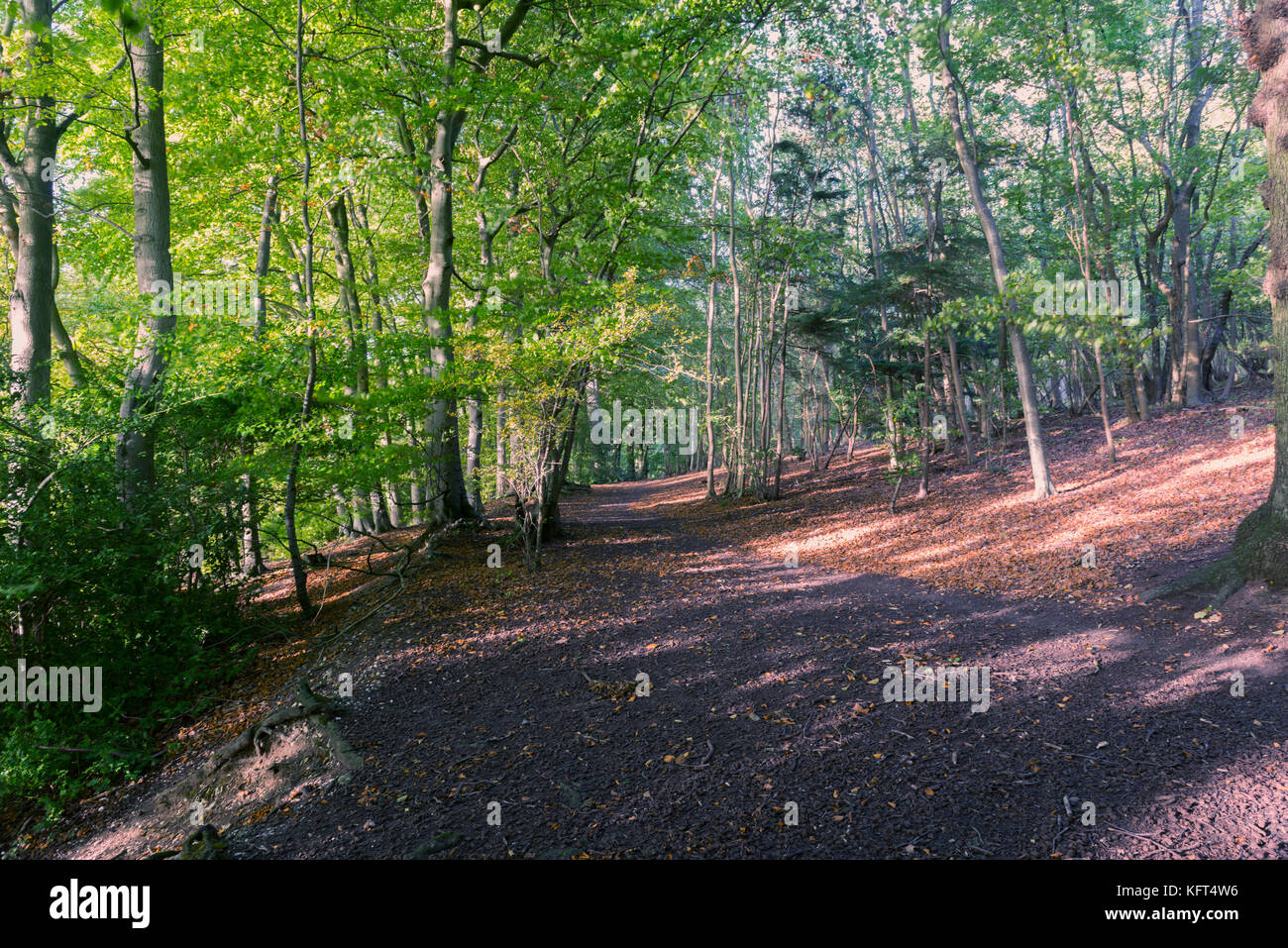 I colori autunnali nel paesaggio Foto Stock